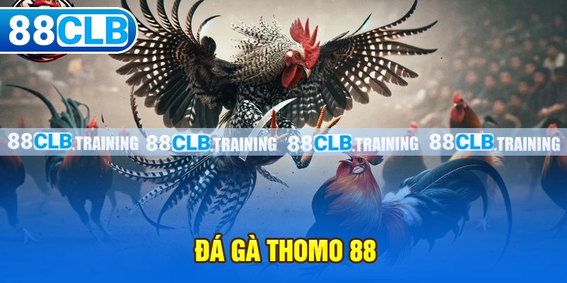 Đá Gà Thomo 88 Và Những Thông Tin Hữu Ích Bạn Cần Nên Biết - GETOXI