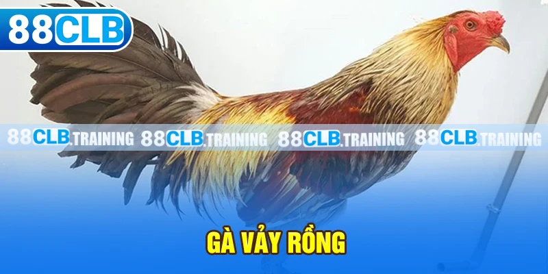 Gà Vảy Rồng - Chiến Kê Với Sức Mạnh Và Tốc Độ Vượt Trội - GETOXI
