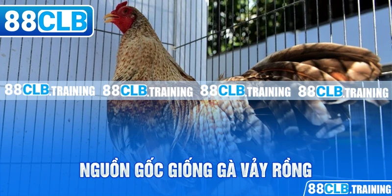 Gà Vảy Rồng - Chiến Kê Với Sức Mạnh Và Tốc Độ Vượt Trội - GETOXI