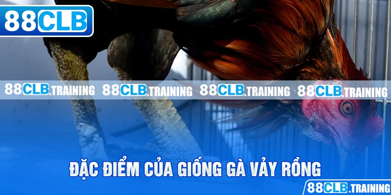 Gà Vảy Rồng - Chiến Kê Với Sức Mạnh Và Tốc Độ Vượt Trội - GETOXI
