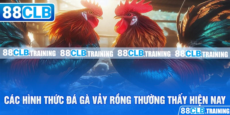 Gà Vảy Rồng - Chiến Kê Với Sức Mạnh Và Tốc Độ Vượt Trội - GETOXI