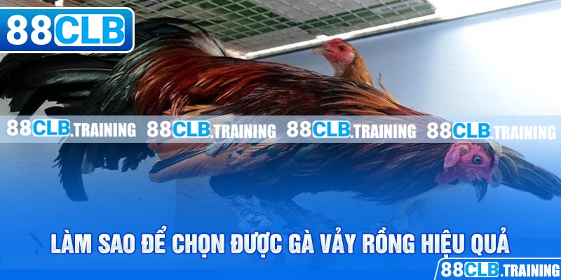 Gà Vảy Rồng - Chiến Kê Với Sức Mạnh Và Tốc Độ Vượt Trội - GETOXI