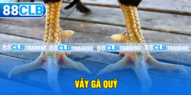 Tổng Hợp Những Vảy Gà Quý Được Kê Thủ Săn Đón Nhất Hiện Nay - GETOXI