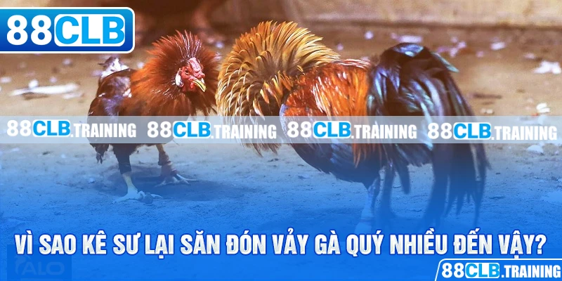 Tổng Hợp Những Vảy Gà Quý Được Kê Thủ Săn Đón Nhất Hiện Nay - GETOXI