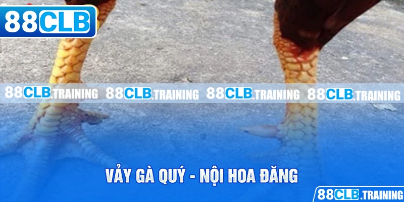 Tổng Hợp Những Vảy Gà Quý Được Kê Thủ Săn Đón Nhất Hiện Nay - GETOXI