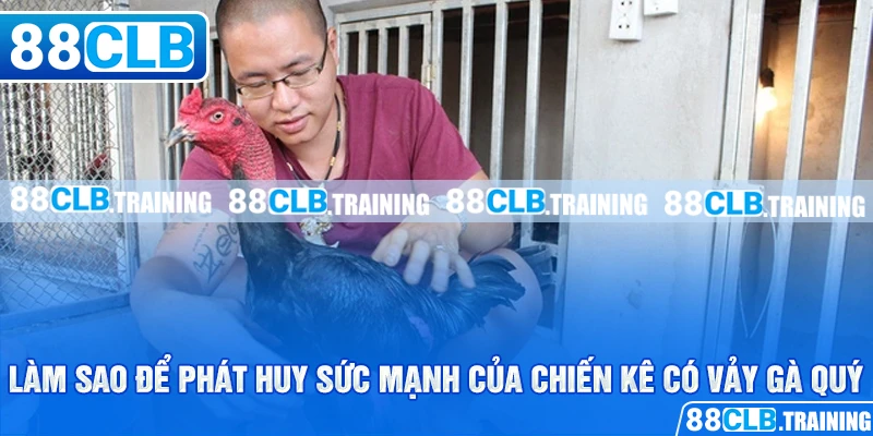Tổng Hợp Những Vảy Gà Quý Được Kê Thủ Săn Đón Nhất Hiện Nay - GETOXI