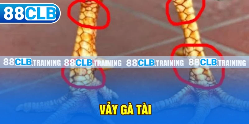 Vảy Gà Tài – Bí Quyết Lựa Chọn Chiến Kê Chuẩn Cho Tân Binh - GETOXI