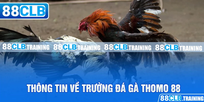 Đá Gà Thomo 88 Và Những Thông Tin Hữu Ích Bạn Cần Nên Biết - GETOXI