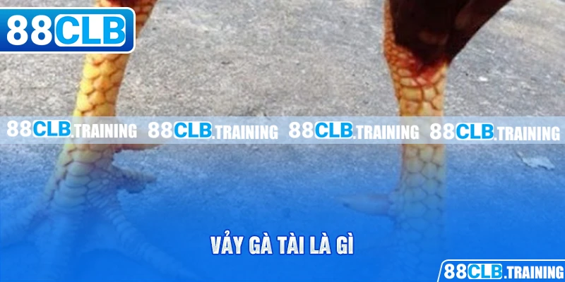 Vảy Gà Tài – Bí Quyết Lựa Chọn Chiến Kê Chuẩn Cho Tân Binh - GETOXI