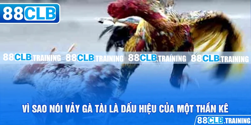 Vảy Gà Tài – Bí Quyết Lựa Chọn Chiến Kê Chuẩn Cho Tân Binh - GETOXI