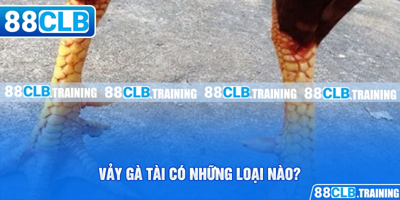Vảy Gà Tài – Bí Quyết Lựa Chọn Chiến Kê Chuẩn Cho Tân Binh - GETOXI