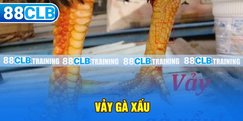 Vảy Gà Xấu Và Những Vấn Đề Cần Lưu Tâm Của Người Chơi - GETOXI