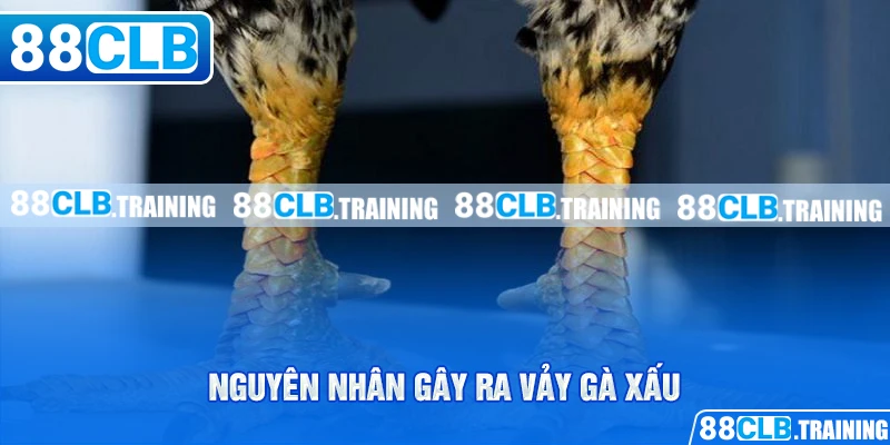 Vảy Gà Xấu Và Những Vấn Đề Cần Lưu Tâm Của Người Chơi - GETOXI