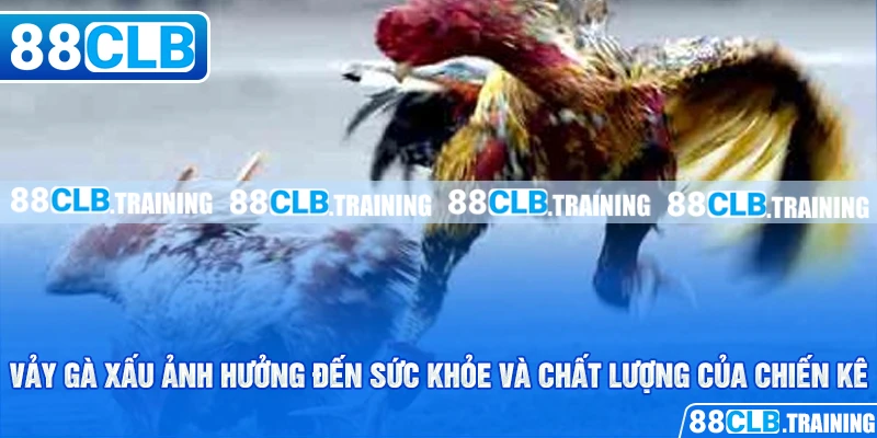 Vảy Gà Xấu Và Những Vấn Đề Cần Lưu Tâm Của Người Chơi - GETOXI
