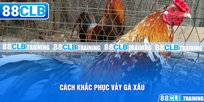 Vảy Gà Xấu Và Những Vấn Đề Cần Lưu Tâm Của Người Chơi - GETOXI