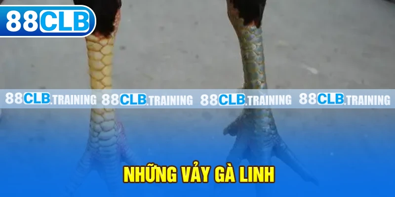 Những Vảy Gà Linh Thường Gặp Và Một Số Điều Cần Biết - GETOXI