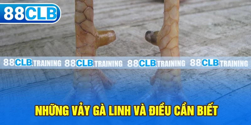 Những Vảy Gà Linh Thường Gặp Và Một Số Điều Cần Biết - GETOXI