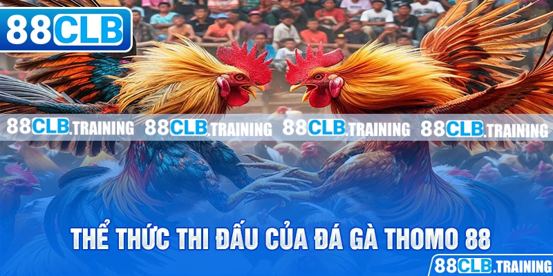 Đá Gà Thomo 88 Và Những Thông Tin Hữu Ích Bạn Cần Nên Biết - GETOXI