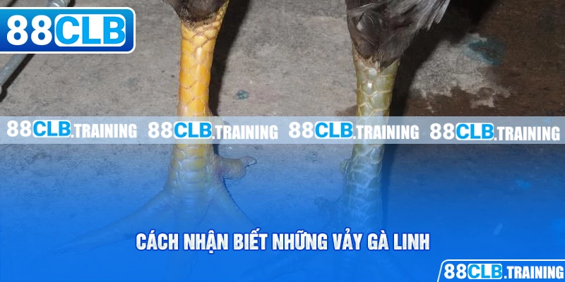 Những Vảy Gà Linh Thường Gặp Và Một Số Điều Cần Biết - GETOXI
