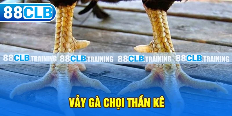 Vảy Gà Chọi Thần Kê Mang May Mắn Và Tài Lộc Cho Người Chơi - GETOXI