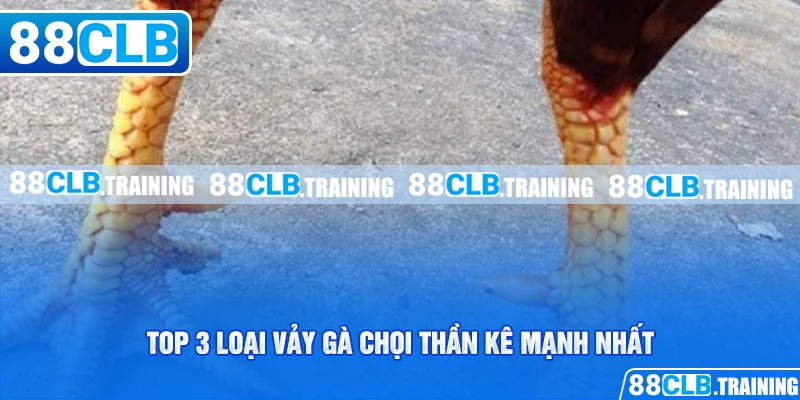 Vảy Gà Chọi Thần Kê Mang May Mắn Và Tài Lộc Cho Người Chơi - GETOXI