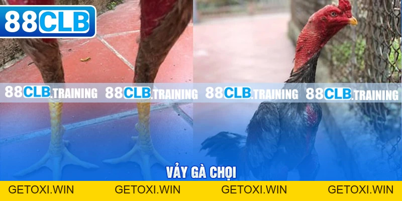 Gà Chọi C1 - Trận Đấu Của Những Chiến Kê Dũng Mãnh, Thiện Chiến - GETOXI