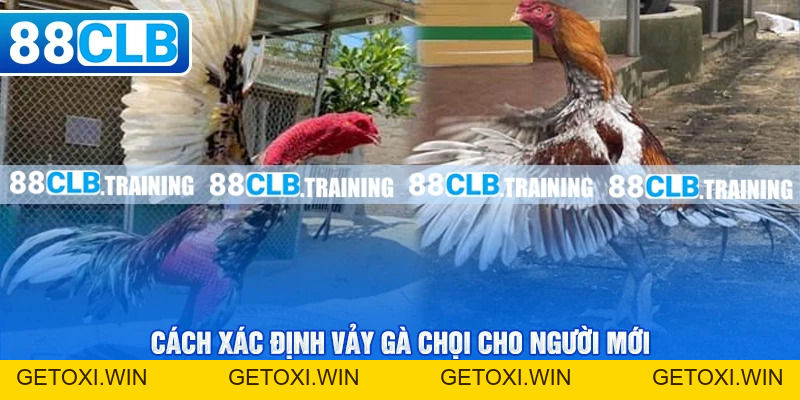 Cách Xác Định Vảy Gà Chọi Đơn Giản Cho Người Chơi Mới - GETOXI