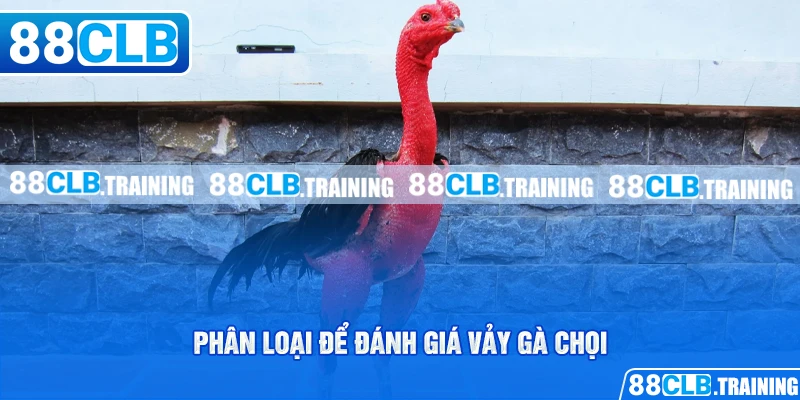 Cách Xác Định Vảy Gà Chọi Đơn Giản Cho Người Chơi Mới - GETOXI