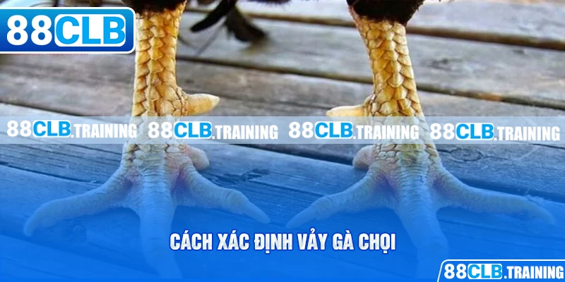 Cách Xác Định Vảy Gà Chọi Đơn Giản Cho Người Chơi Mới - GETOXI