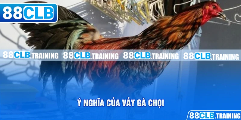 Cách Xác Định Vảy Gà Chọi Đơn Giản Cho Người Chơi Mới - GETOXI