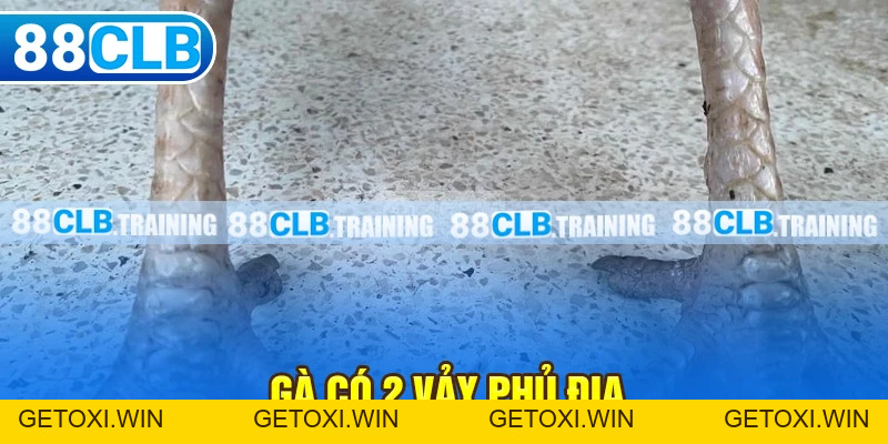 Tin Tức 88CLB - GETOXI