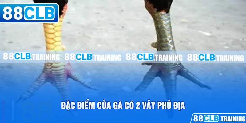 Gà Có 2 Vảy Phủ Địa Và Những Bí Mật Người Chơi Cần Biết - GETOXI