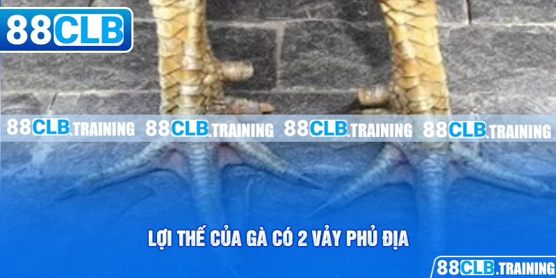 Gà Có 2 Vảy Phủ Địa Và Những Bí Mật Người Chơi Cần Biết - GETOXI