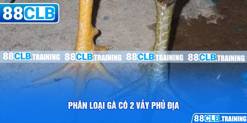 Gà Có 2 Vảy Phủ Địa Và Những Bí Mật Người Chơi Cần Biết - GETOXI