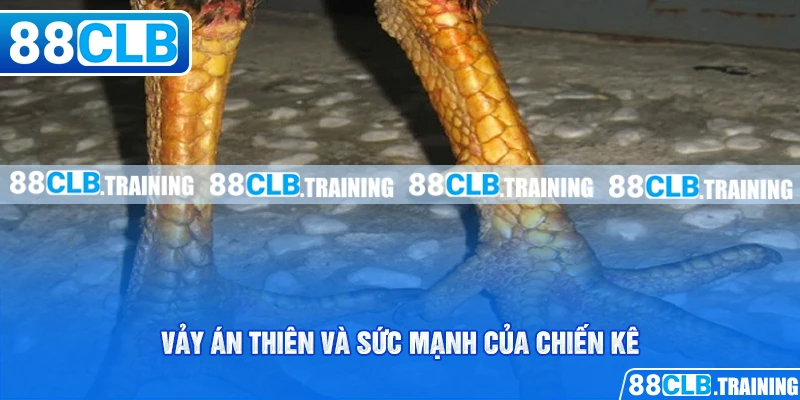Vảy Án Thiên Bí Mật Chiến Thắng Của Các Chiến Kê - GETOXI