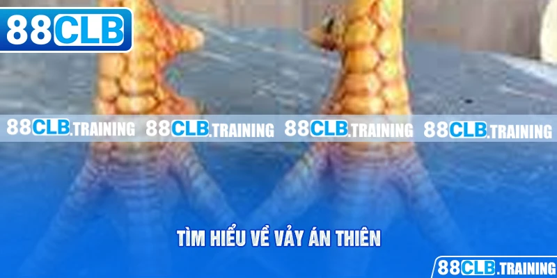 Vảy Án Thiên Bí Mật Chiến Thắng Của Các Chiến Kê - GETOXI