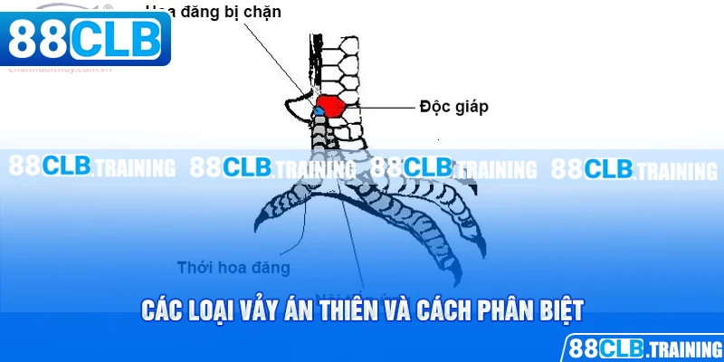 Vảy Án Thiên Bí Mật Chiến Thắng Của Các Chiến Kê - GETOXI