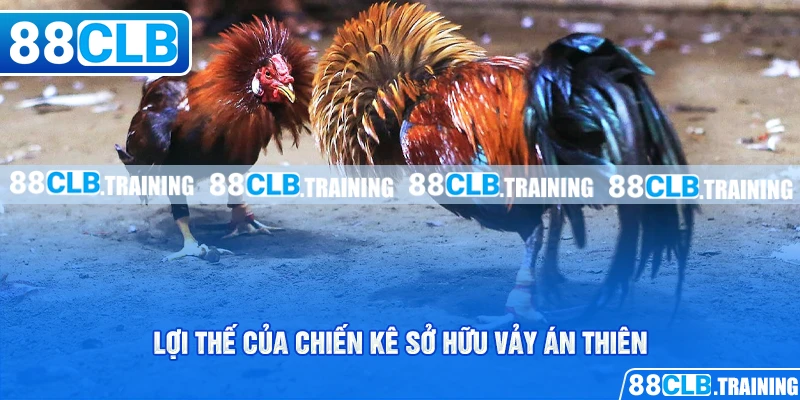 Vảy Án Thiên Bí Mật Chiến Thắng Của Các Chiến Kê - GETOXI