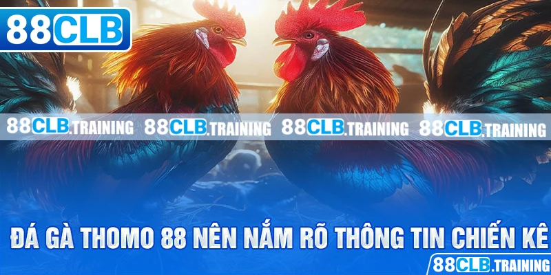 Đá Gà Thomo 88 Và Những Thông Tin Hữu Ích Bạn Cần Nên Biết - GETOXI