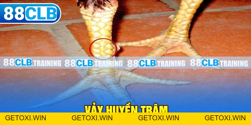 Gà Chọi C1 - Trận Đấu Của Những Chiến Kê Dũng Mãnh, Thiện Chiến - GETOXI