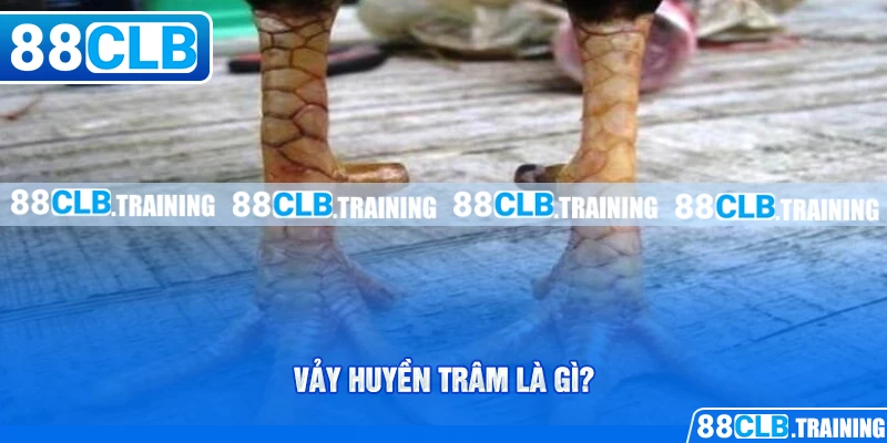 Vảy Huyền Trâm - Giới Thiệu Loại Vảy Đặc Biệt Ở Chiến Kê - GETOXI