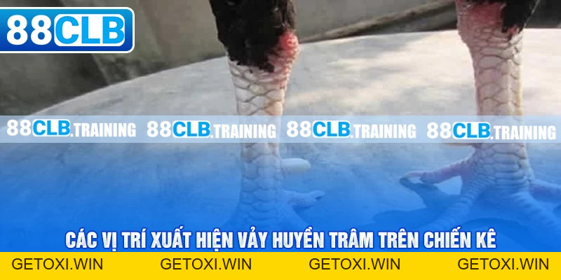 Vảy Huyền Trâm - Giới Thiệu Loại Vảy Đặc Biệt Ở Chiến Kê - GETOXI