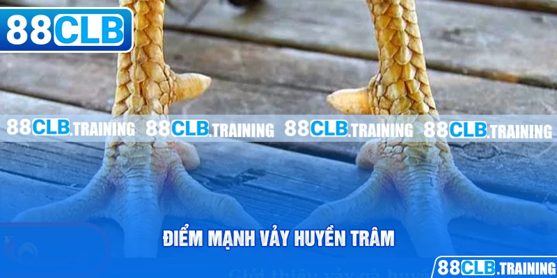 Vảy Huyền Trâm - Giới Thiệu Loại Vảy Đặc Biệt Ở Chiến Kê - GETOXI
