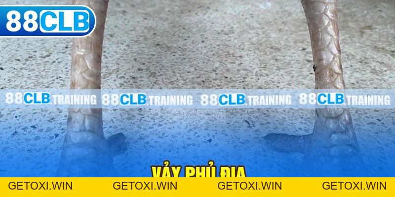 Gà Chọi C1 - Trận Đấu Của Những Chiến Kê Dũng Mãnh, Thiện Chiến - GETOXI