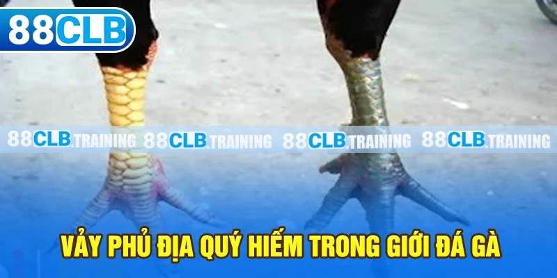 Vảy Phủ Địa Là Gì? Lợi Thế Của Các Chiến Kê Khi Sở Hữu Vảy - GETOXI