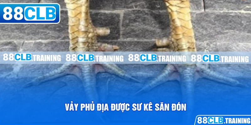 Vảy Phủ Địa Là Gì? Lợi Thế Của Các Chiến Kê Khi Sở Hữu Vảy - GETOXI