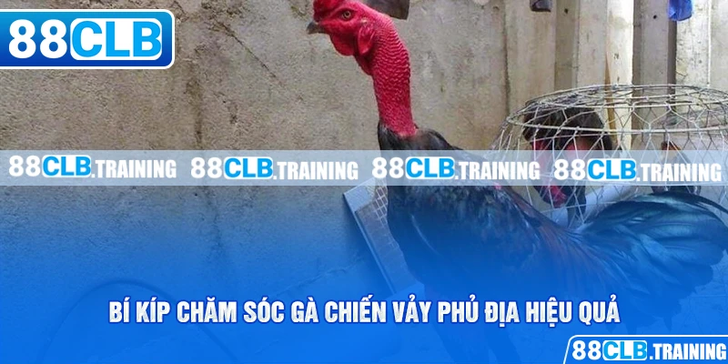 Vảy Phủ Địa Là Gì? Lợi Thế Của Các Chiến Kê Khi Sở Hữu Vảy - GETOXI