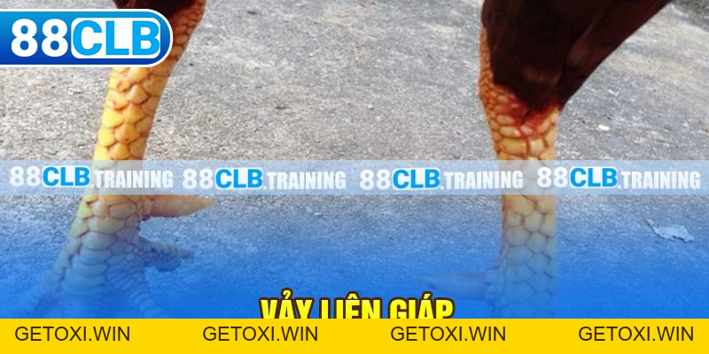 Vảy Liên Giáp Là Gì? Tìm Hiểu Thông Tin Về Loại Vảy Hiếm Gặp - GETOXI