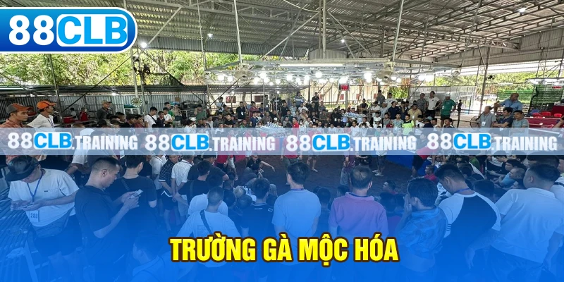 Trường Gà Mộc Hóa – Nơi Hội Tụ Những Trận Đấu Hấp Dẫn - GETOXI