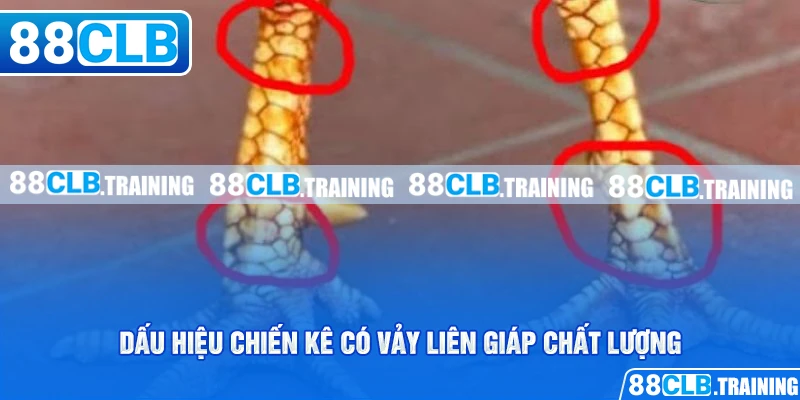 Vảy Liên Giáp Là Gì? Tìm Hiểu Thông Tin Về Loại Vảy Hiếm Gặp - GETOXI